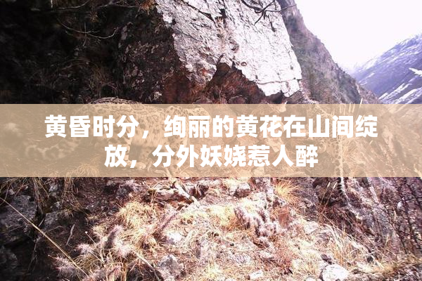 黄昏时分，绚丽的黄花在山间绽放，分外妖娆惹人醉