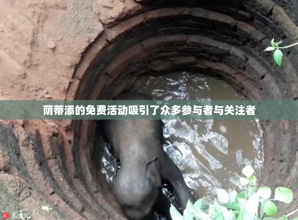 荫蒂添的免费活动吸引了众多参与者与关注者