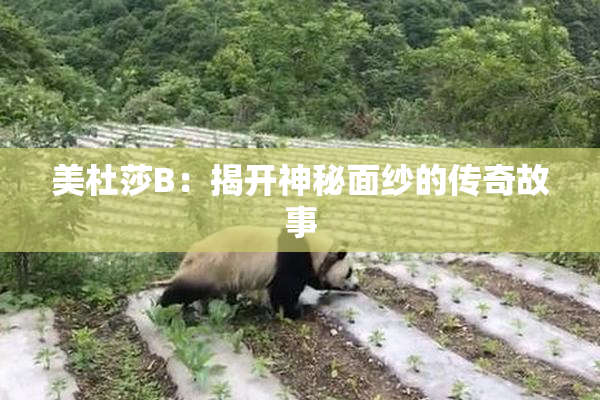 美杜莎B：揭开神秘面纱的传奇故事