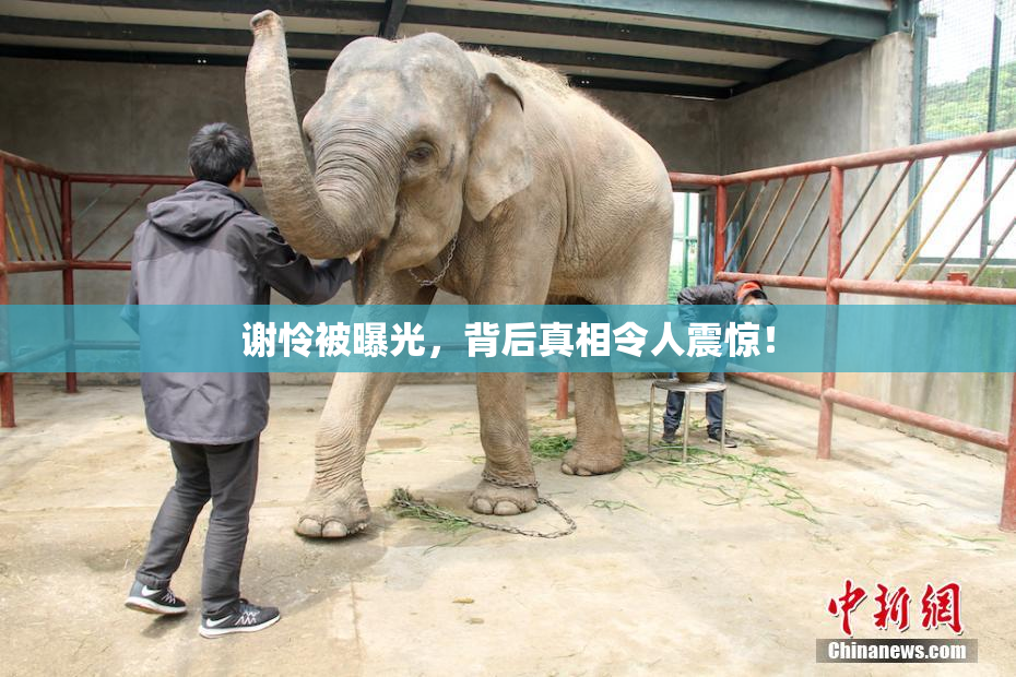 谢怜被曝光，背后真相令人震惊！