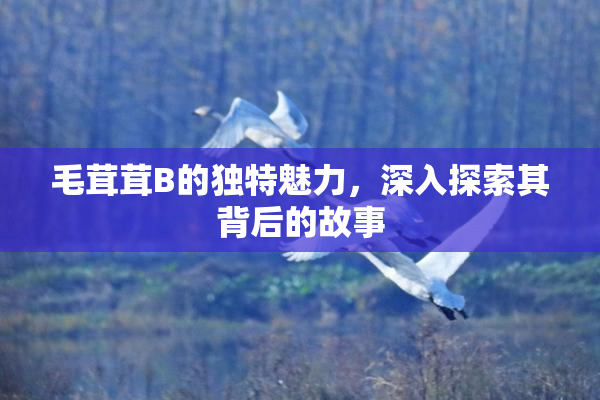 毛茸茸B的独特魅力，深入探索其背后的故事