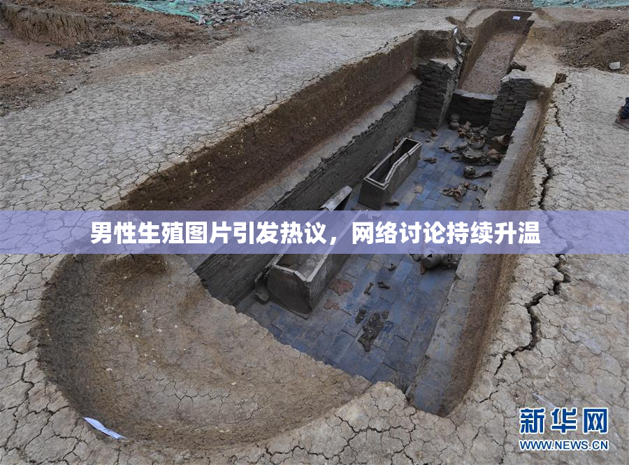 男性生殖图片引发热议，网络讨论持续升温