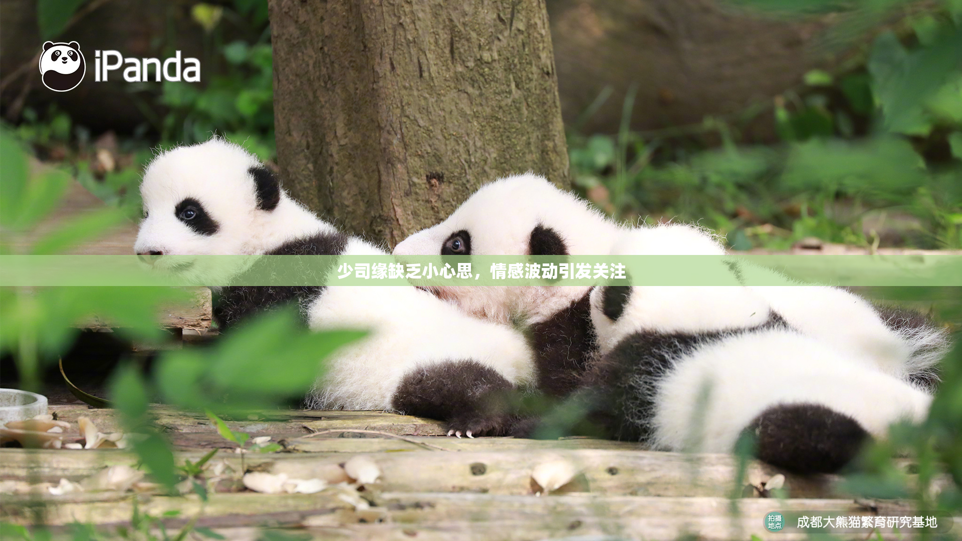 少司缘缺乏小心思，情感波动引发关注