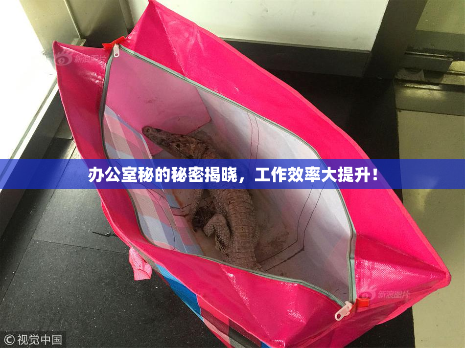 办公室秘的秘密揭晓，工作效率大提升！