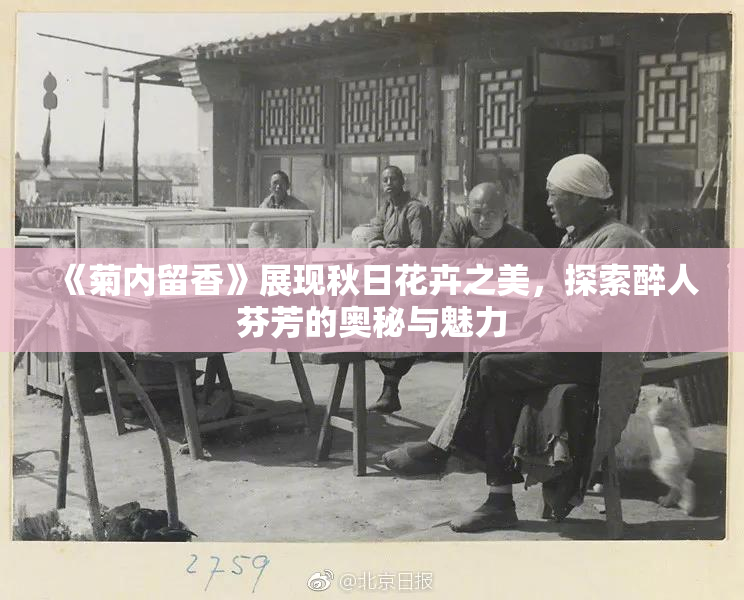 《菊内留香》展现秋日花卉之美，探索醉人芬芳的奥秘与魅力