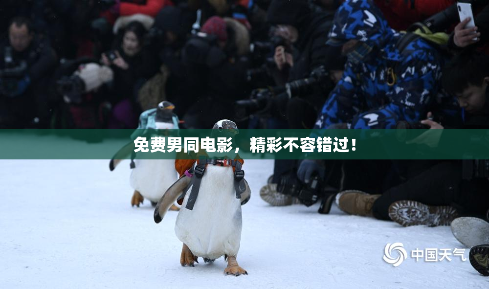 免费男同电影，精彩不容错过！