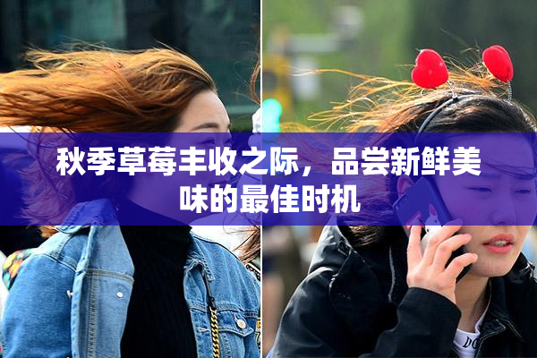 秋季草莓丰收之际，品尝新鲜美味的最佳时机