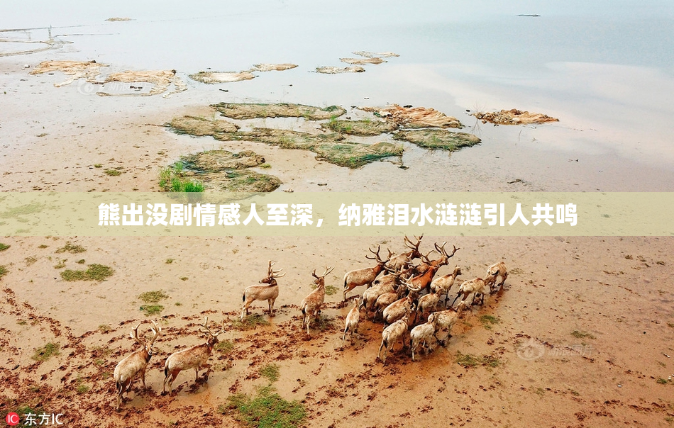熊出没剧情感人至深，纳雅泪水涟涟引人共鸣