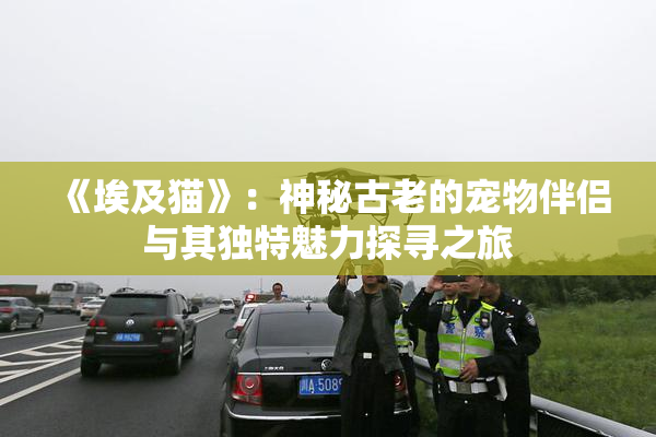 《埃及猫》：神秘古老的宠物伴侣与其独特魅力探寻之旅
