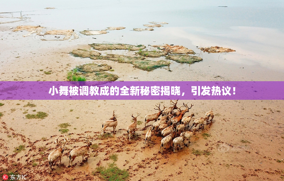 小舞被调教成的全新秘密揭晓，引发热议！