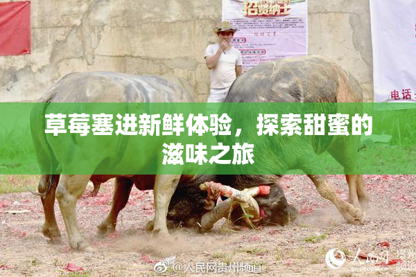 草莓塞进新鲜体验，探索甜蜜的滋味之旅