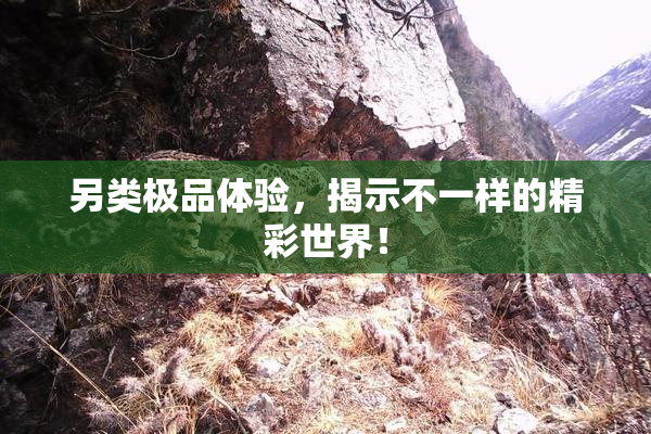 另类极品体验，揭示不一样的精彩世界！