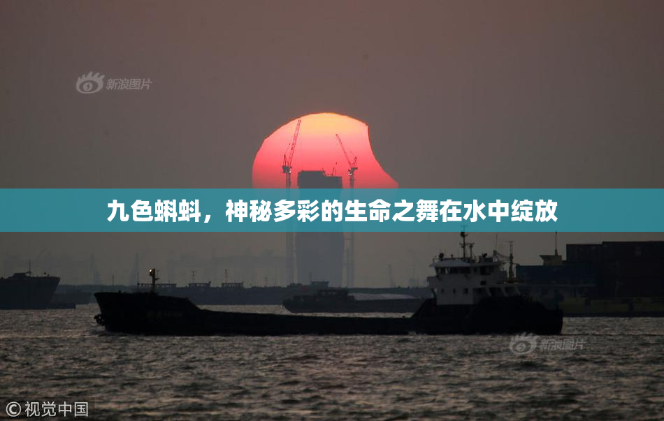 九色蝌蚪，神秘多彩的生命之舞在水中绽放