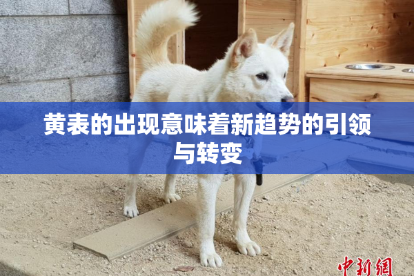黄表的出现意味着新趋势的引领与转变