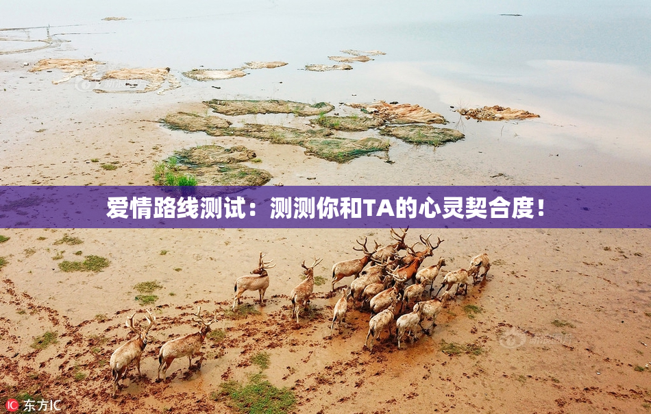 爱情路线测试：测测你和TA的心灵契合度！