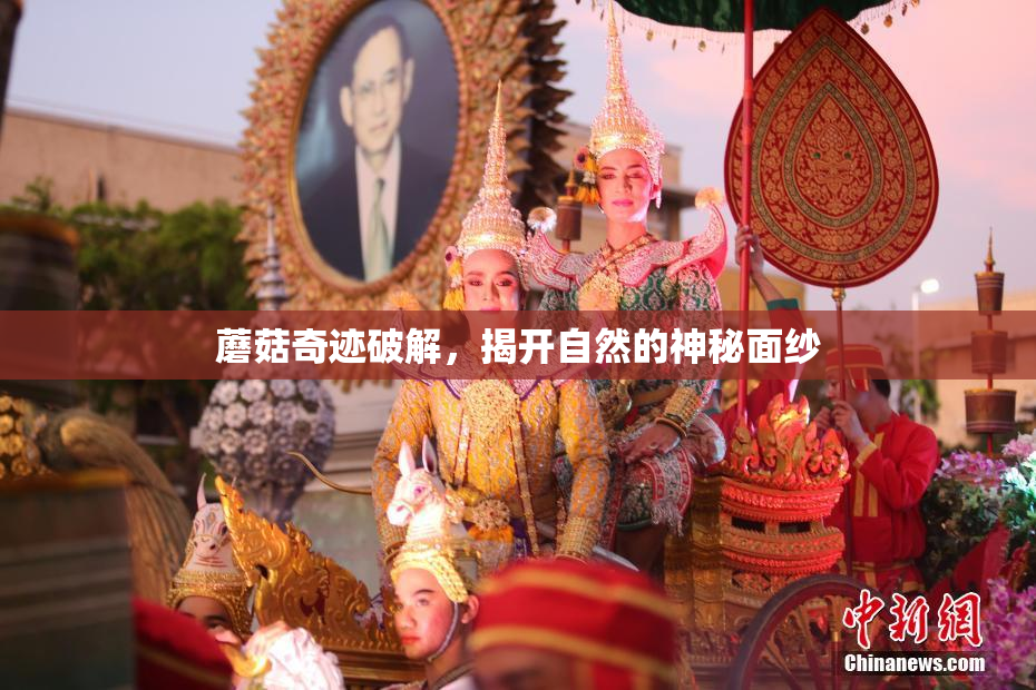 蘑菇奇迹破解，揭开自然的神秘面纱