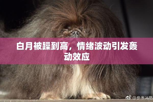 白月被躁到高，情绪波动引发轰动效应