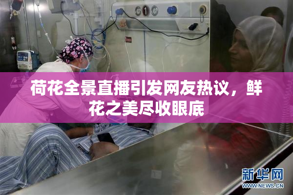 荷花全景直播引发网友热议，鲜花之美尽收眼底