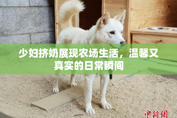 少妇挤奶展现农场生活，温馨又真实的日常瞬间