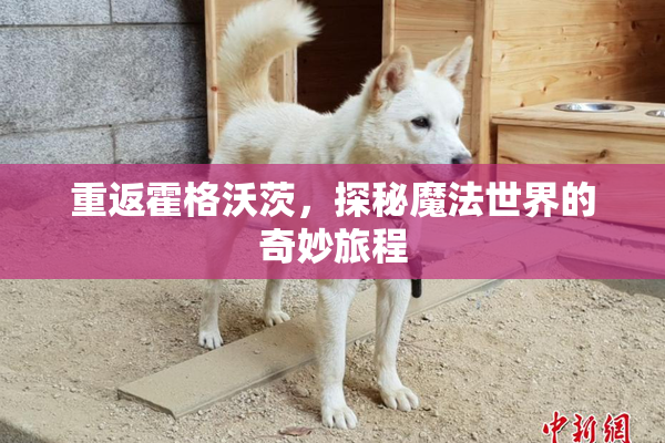 重返霍格沃茨，探秘魔法世界的奇妙旅程