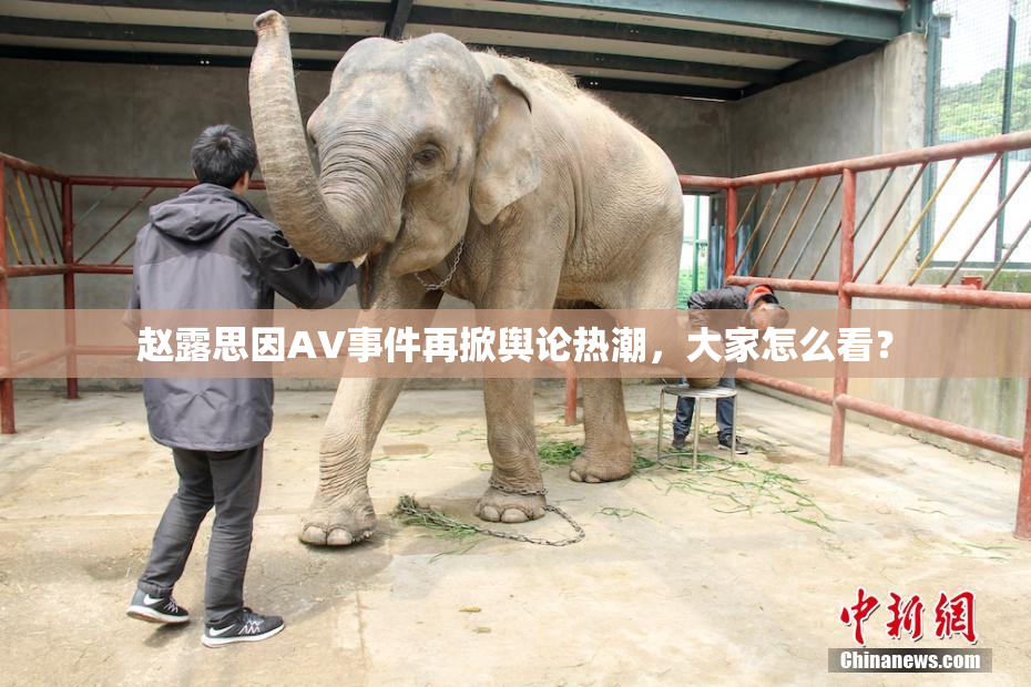 赵露思因AV事件再掀舆论热潮，大家怎么看？