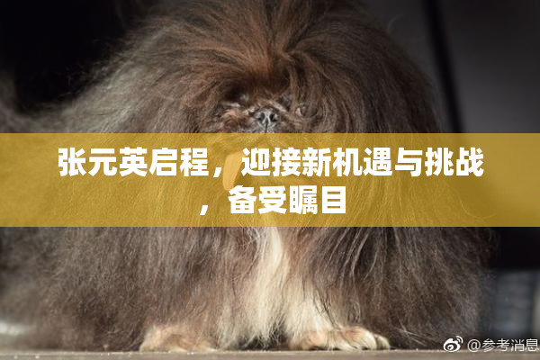 张元英启程，迎接新机遇与挑战，备受瞩目