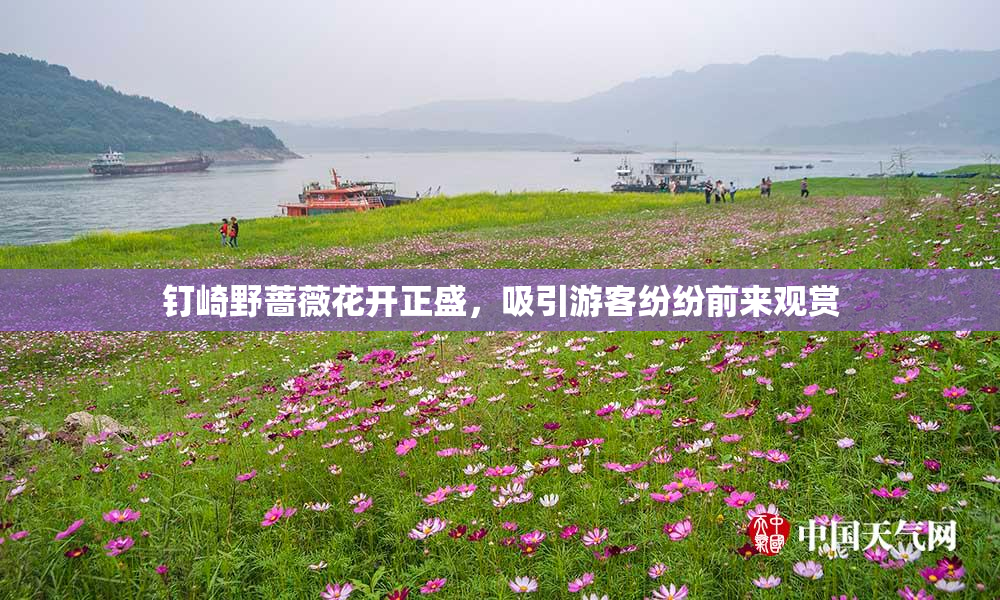 钉崎野蔷薇花开正盛，吸引游客纷纷前来观赏