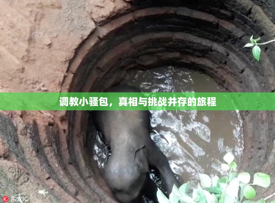 调教小骚包，真相与挑战并存的旅程