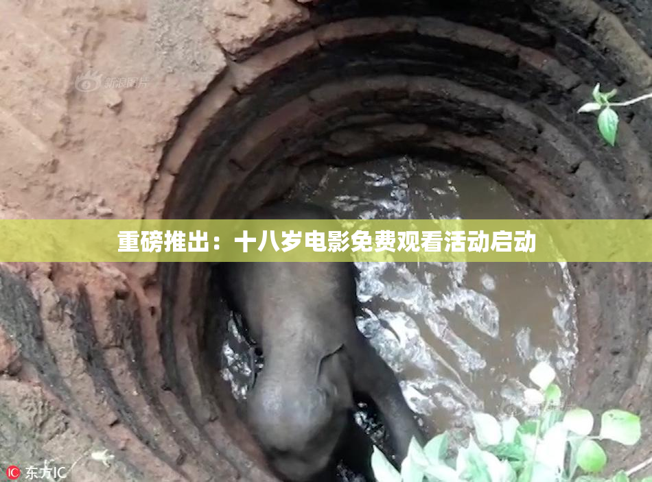 重磅推出：十八岁电影免费观看活动启动
