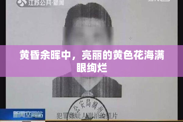 黄昏余晖中，亮丽的黄色花海满眼绚烂