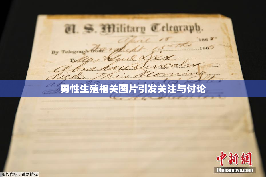 男性生殖相关图片引发关注与讨论