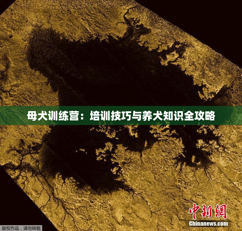 母犬训练营：培训技巧与养犬知识全攻略