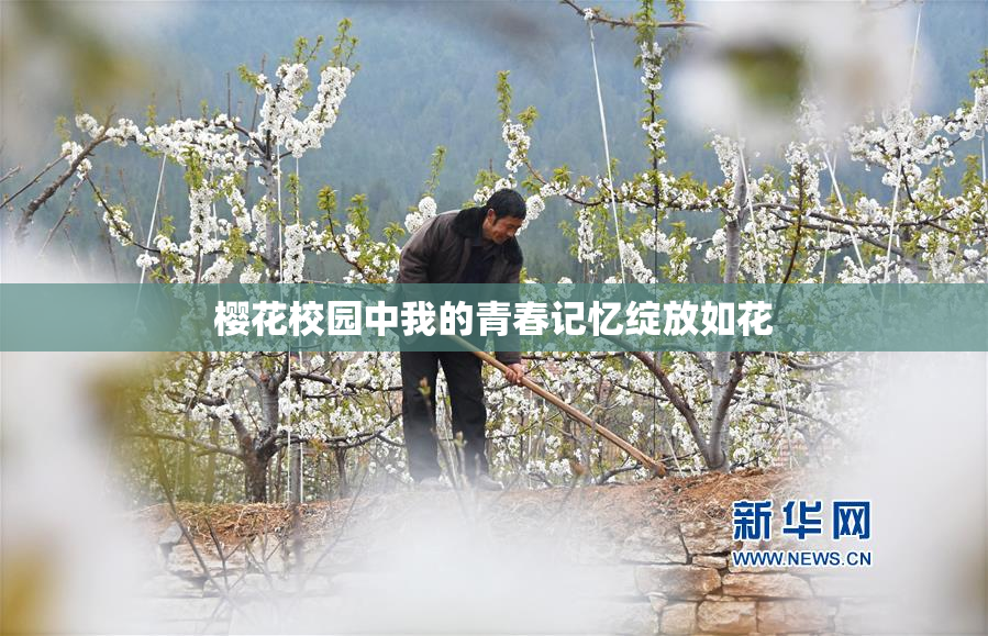 樱花校园中我的青春记忆绽放如花
