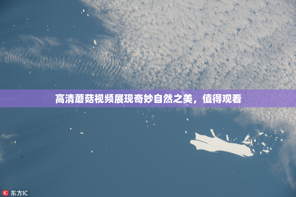 高清蘑菇视频展现奇妙自然之美，值得观看