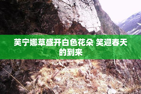 芙宁娜草盛开白色花朵 笑迎春天的到来