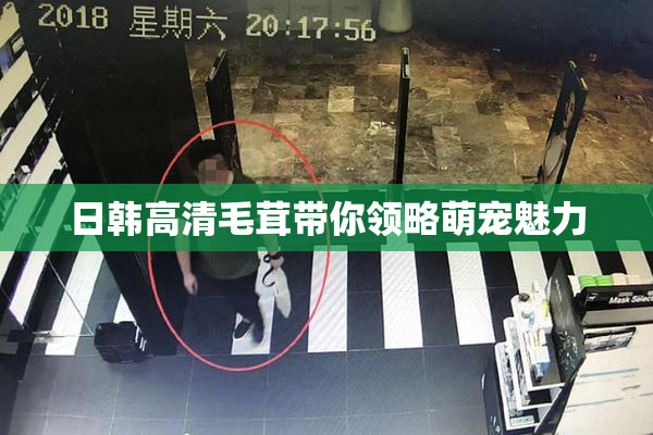 日韩高清毛茸带你领略萌宠魅力