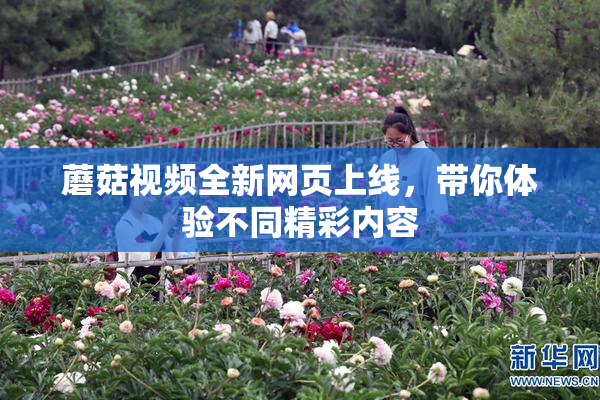 蘑菇视频全新网页上线，带你体验不同精彩内容