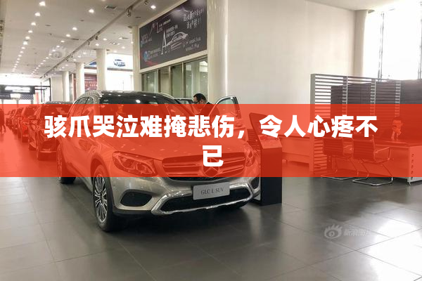 骇爪哭泣难掩悲伤，令人心疼不已