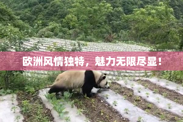 欧洲风情独特，魅力无限尽显！
