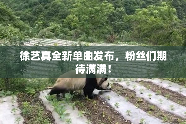 徐艺真全新单曲发布，粉丝们期待满满！