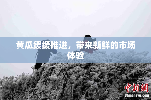 黄瓜缓缓推进，带来新鲜的市场体验