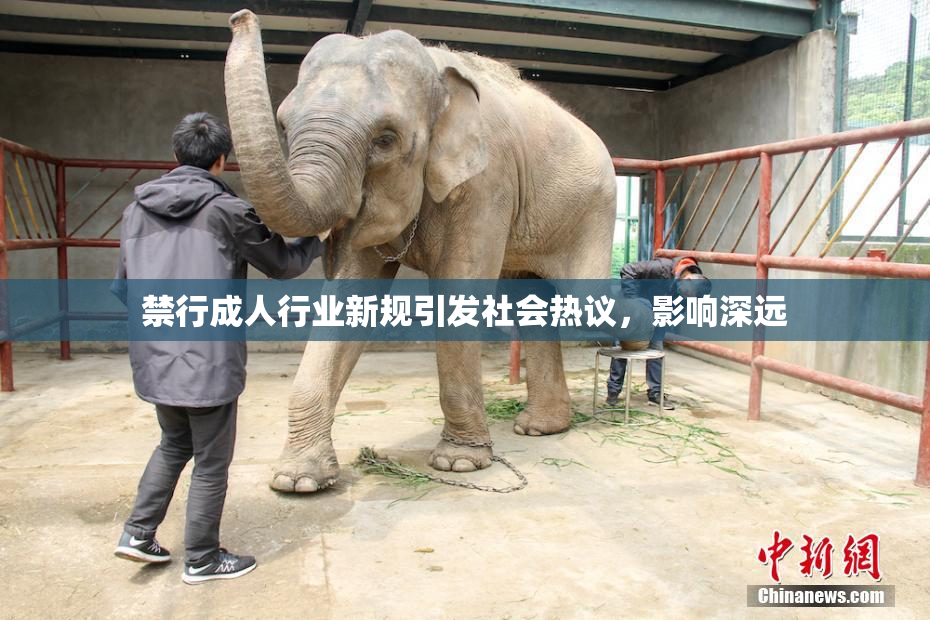 禁行成人行业新规引发社会热议，影响深远