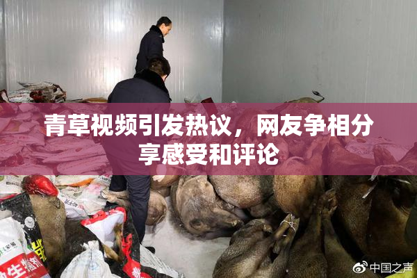 青草视频引发热议，网友争相分享感受和评论