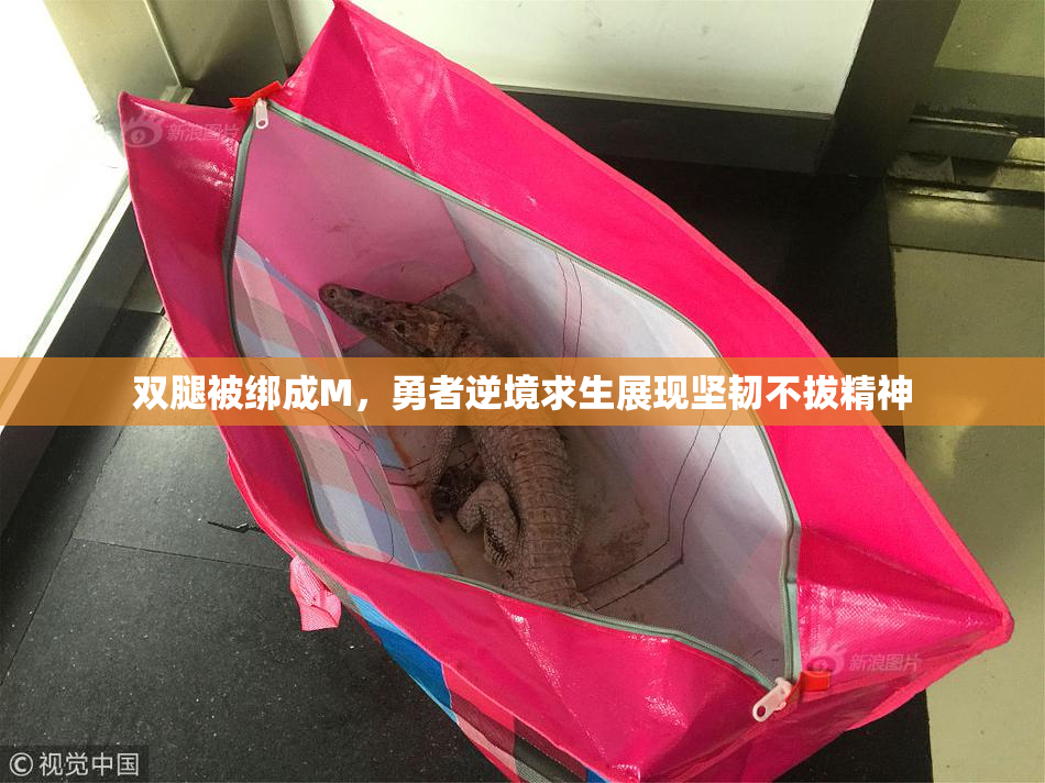 双腿被绑成M，勇者逆境求生展现坚韧不拔精神