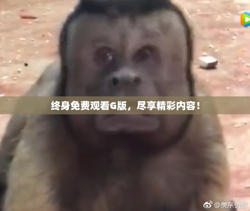 终身免费观看G版，尽享精彩内容！