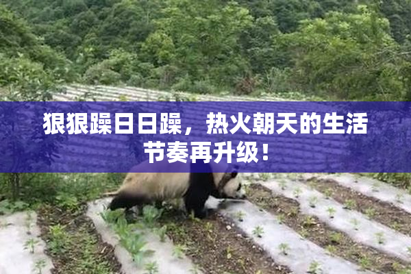 狠狠躁日日躁，热火朝天的生活节奏再升级！