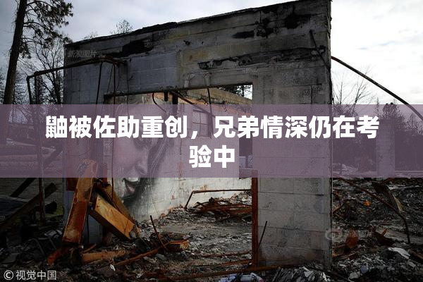 鼬被佐助重创，兄弟情深仍在考验中