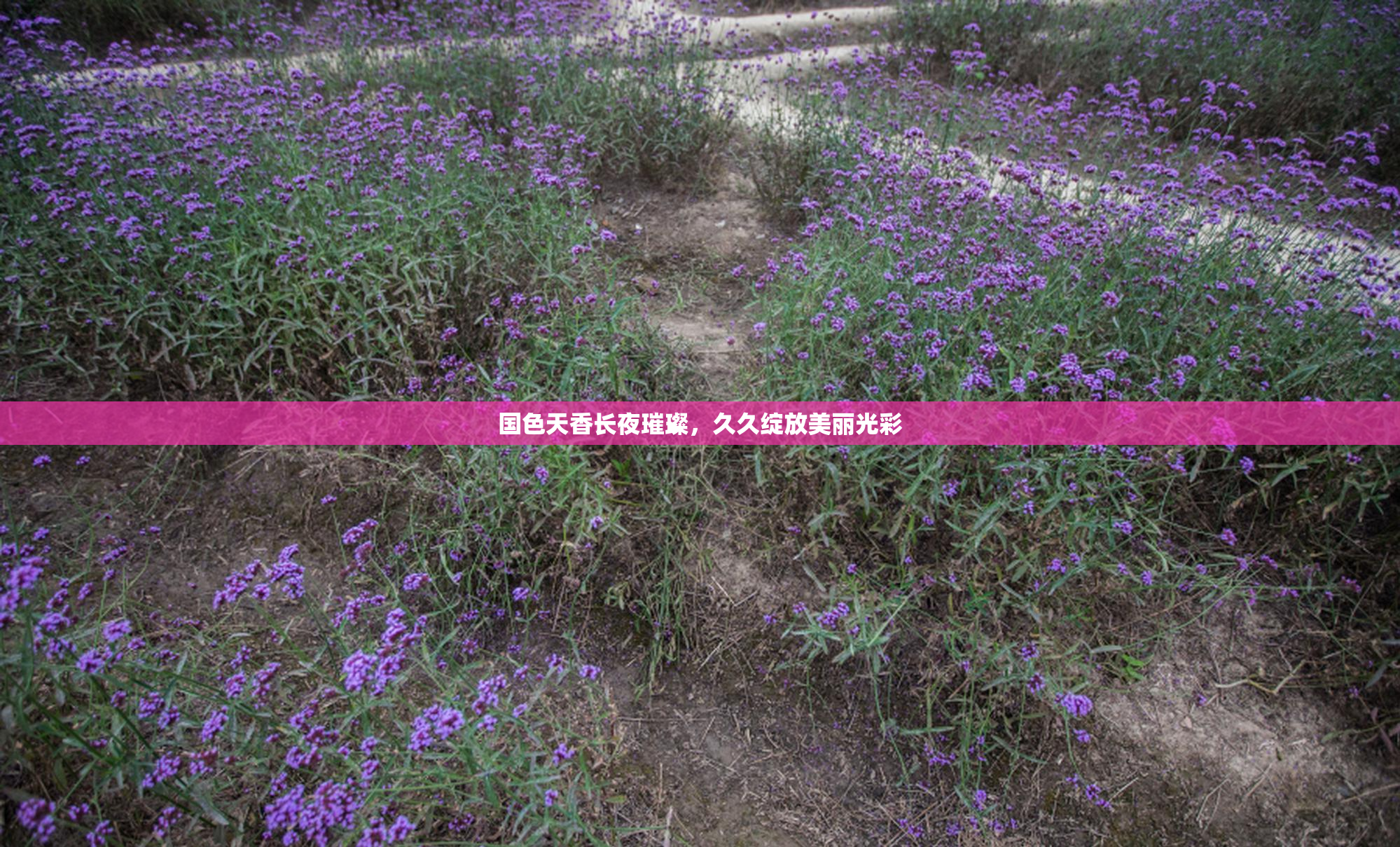 国色天香长夜璀璨，久久绽放美丽光彩