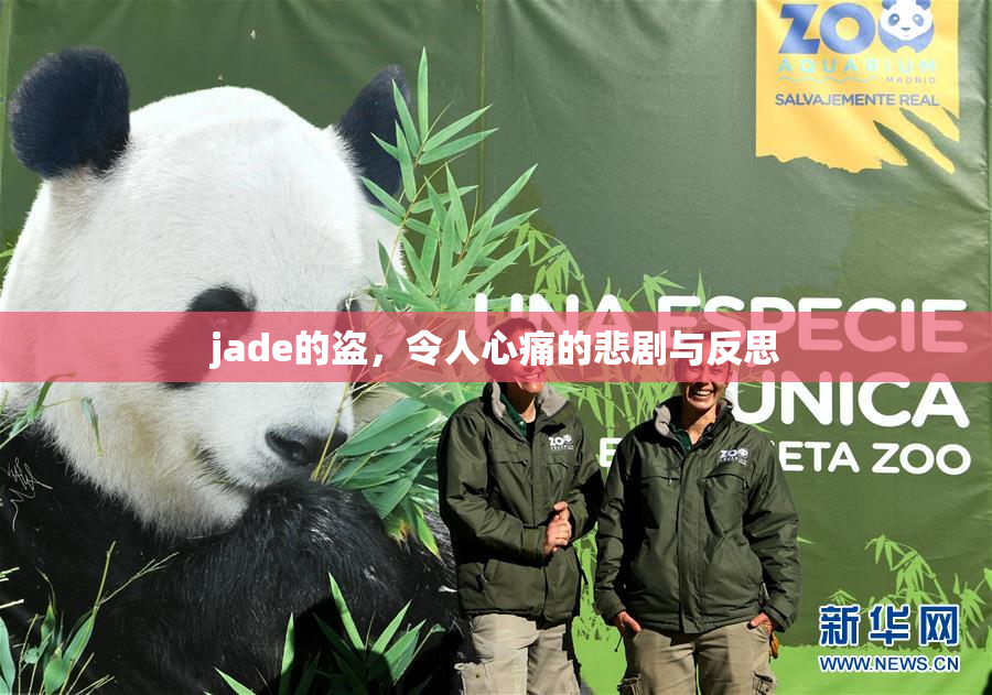 jade的盗，令人心痛的悲剧与反思