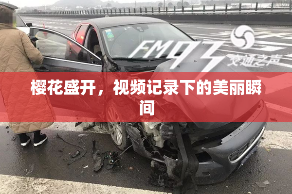樱花盛开，视频记录下的美丽瞬间